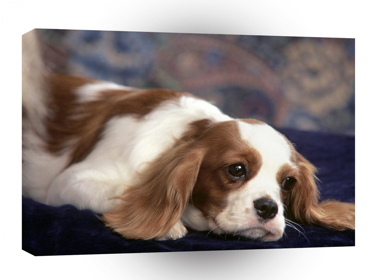 Spaniel Percy Cavalier King Charles A1 Xlarge Canvas