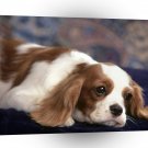 Spaniel Percy Cavalier King Charles A1 Xlarge Canvas