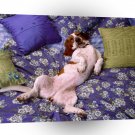 Spaniel Relax Get Comfy A1 Xlarge Canvas