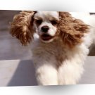 Spaniel Sparkle Agility Champion A1 Xlarge Canvas