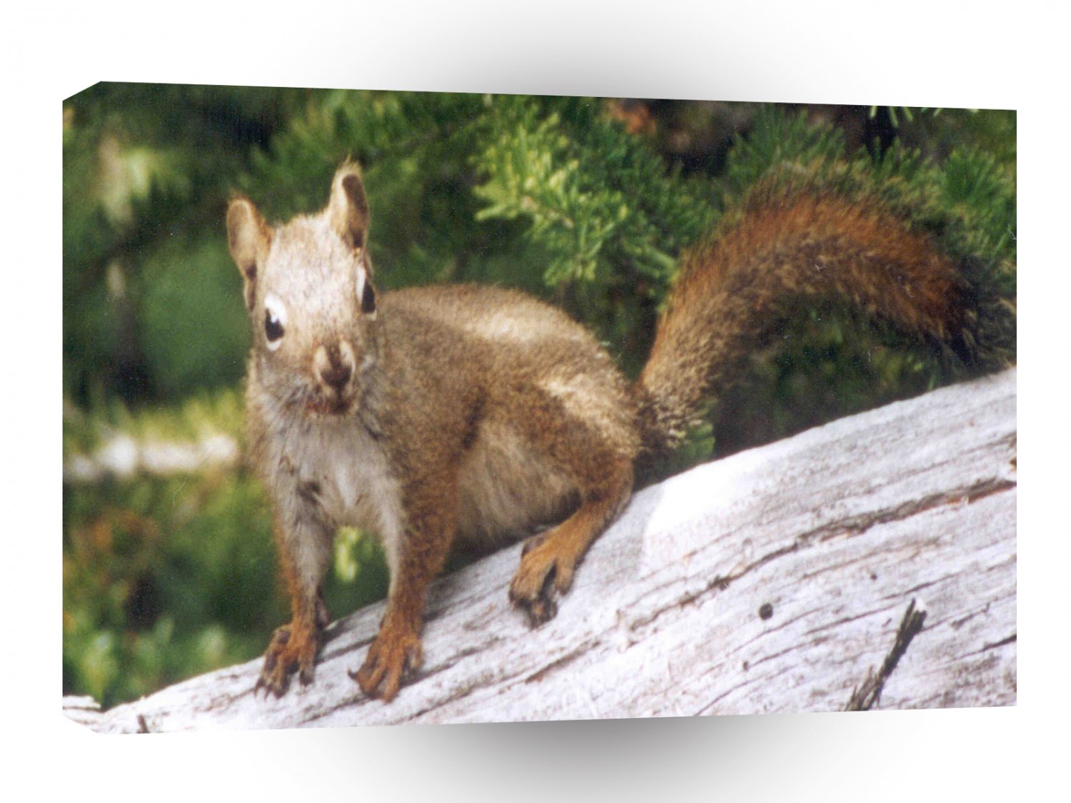 Squirrel Closeup A1 Xlarge Canvas