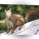 Squirrel Closeup A1 Xlarge Canvas