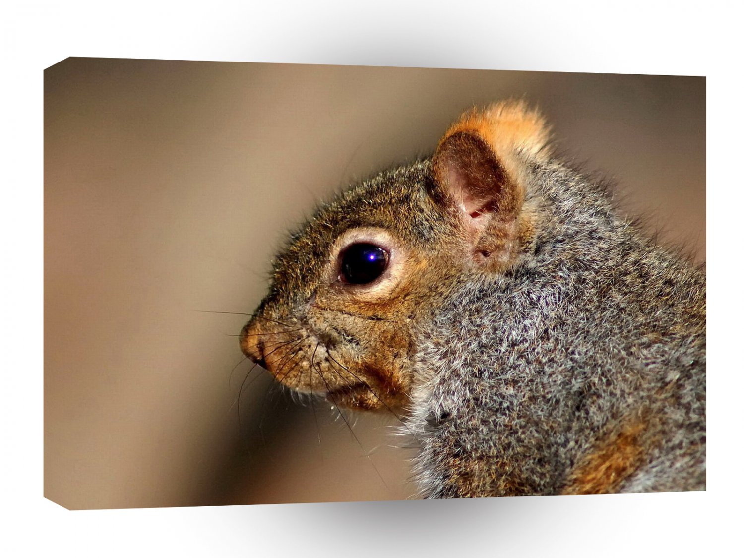 Squirrel Gerry A1 Xlarge Canvas