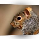 Squirrel Gerry A1 Xlarge Canvas