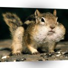 Squirrel Golden Mantled Stuffit A1 Xlarge Canvas