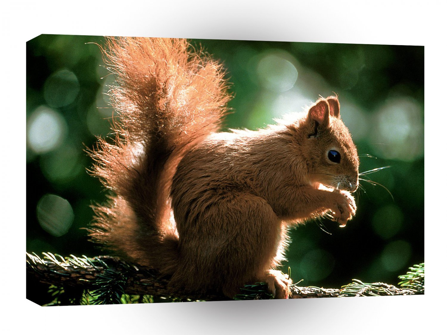 Squirrel Munch Time A1 Xlarge Canvas