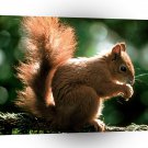 Squirrel Munch Time A1 Xlarge Canvas