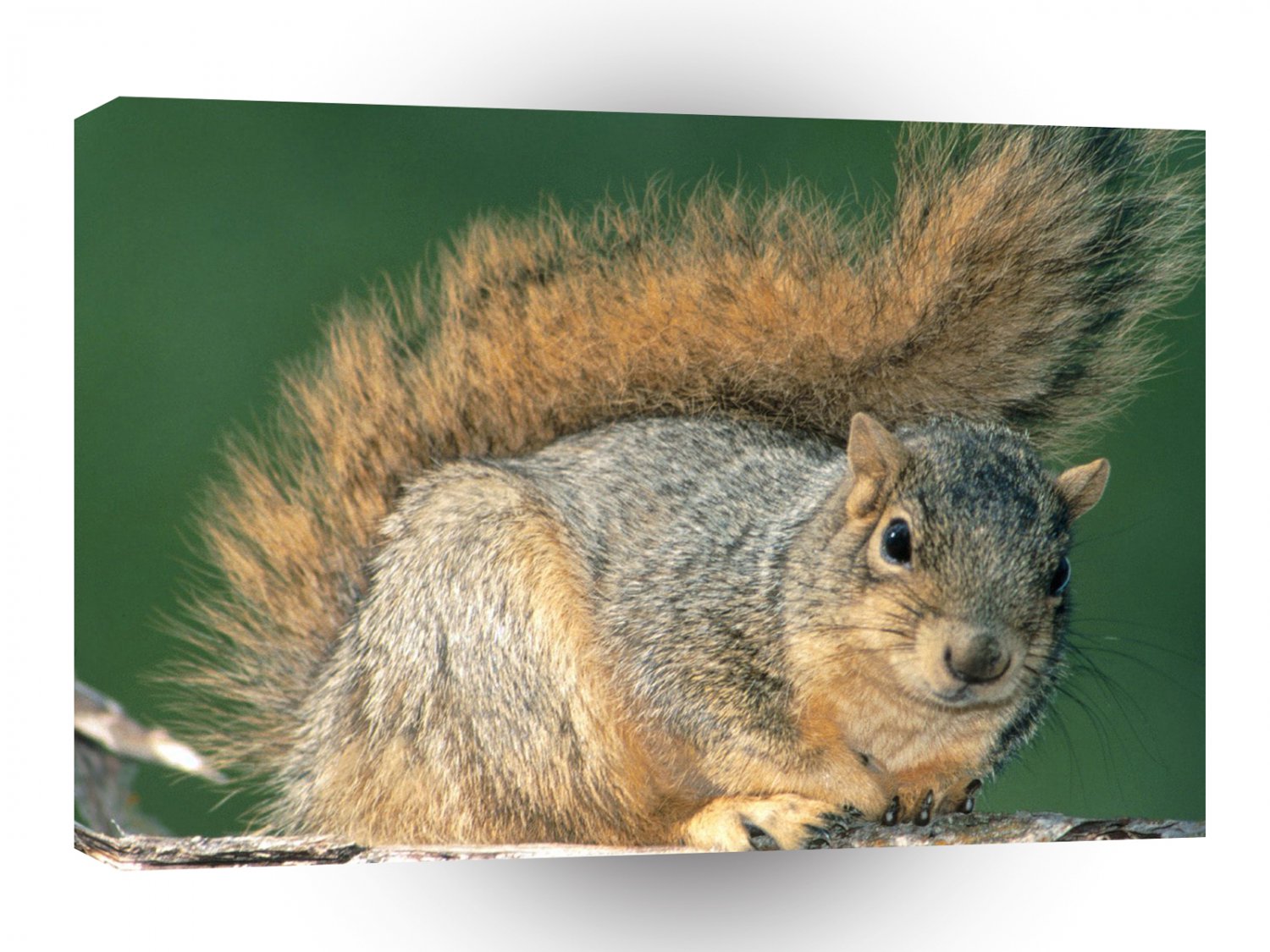 Squirrel Red A1 Xlarge Canvas