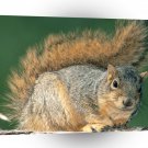 Squirrel Red A1 Xlarge Canvas