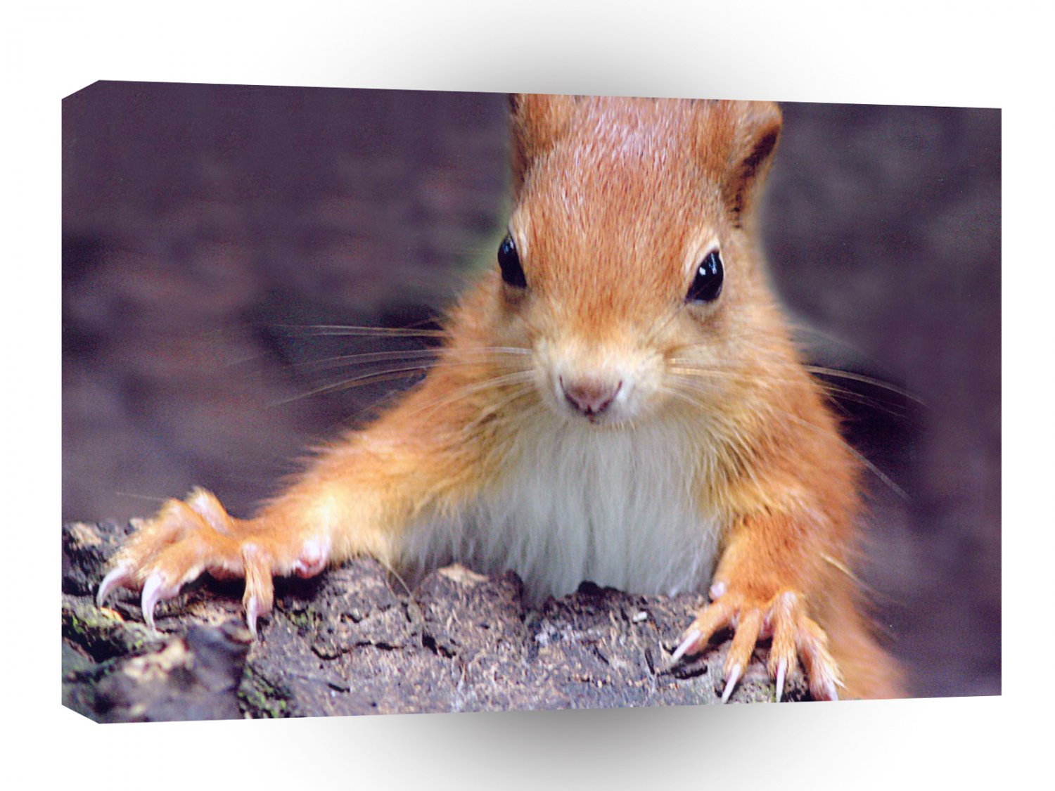 Squirrel Red Close Up A1 Xlarge Canvas
