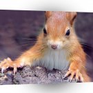 Squirrel Red Close Up A1 Xlarge Canvas