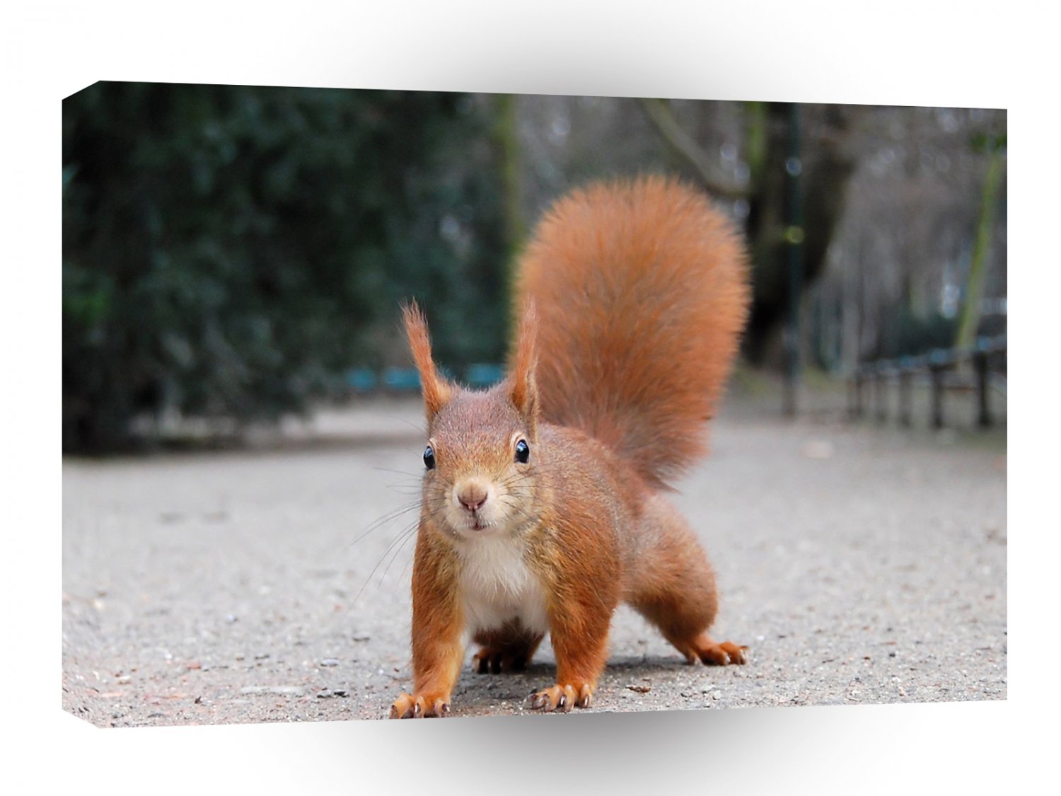 Squirrel Road A1 Xlarge Canvas