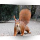 Squirrel Road A1 Xlarge Canvas
