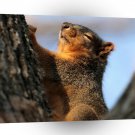 Squirrel Sleepy Hollow Tree A1 Xlarge Canvas