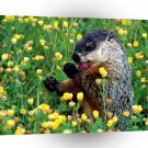 Squirrel Tasty Buds Woodchuck A1 Xlarge Canvas