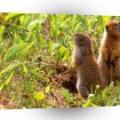 Squirrel Whats Happening Ground A1 Xlarge Canvas