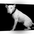 Terriers Big White Bull A1 Xlarge Canvas