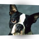 Terriers Boston Looker A1 Xlarge Canvas