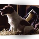 Terriers Jack Russell A1 Xlarge Canvas