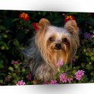 Terriers Mini Yorkshire A1 Xlarge Canvas