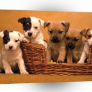 Terriers Pound Of Puppies A1 Xlarge Canvas