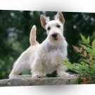 Terriers Samari Scottish Wheaten Color A1 Xlarge Canvas