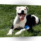Terriers Satisfied American Pit Bull A1 Xlarge Canvas