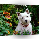 Terriers West Highland A1 Xlarge Canvas