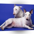 Terriers William And Lucas Say Hello A1 Xlarge Canvas