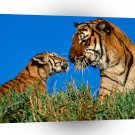 Tiger A Mothers Touch A1 Xlarge Canvas