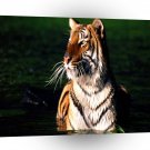 Tiger Bath Time Sunlight A1 Xlarge Canvas