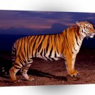 Tiger Bengal A1 Xlarge Canvas