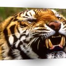 Tiger Bengal Bangladesh India A1 Xlarge Canvas