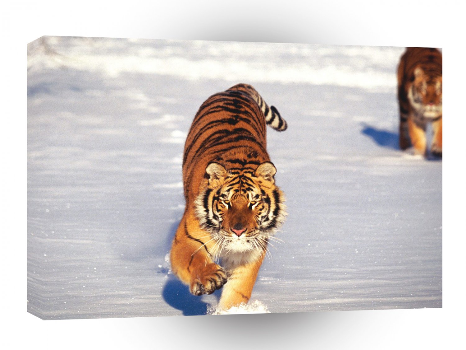 Tiger Calculated Approach A1 Xlarge Canvas