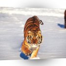 Tiger Calculated Approach A1 Xlarge Canvas