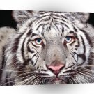Tiger Captivating Eyes A1 Xlarge Canvas