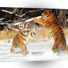 Tiger Cat Fight Siberian A1 Xlarge Canvas