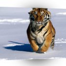 Tiger Charge Siberian A1 Xlarge Canvas