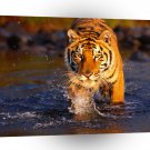 Tiger Creek Crossing Bengal A1 Xlarge Canvas