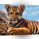 Tiger Cub A1 Xlarge Canvas