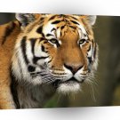 Tiger Curious Cat Siberian A1 Xlarge Canvas