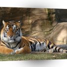 Tiger Day Dreaming In Zoo A1 Xlarge Canvas