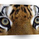 Tiger Eye Of The A1 Xlarge Canvas