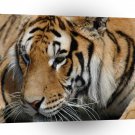 Tiger Happy Mood Close Up A1 Xlarge Canvas