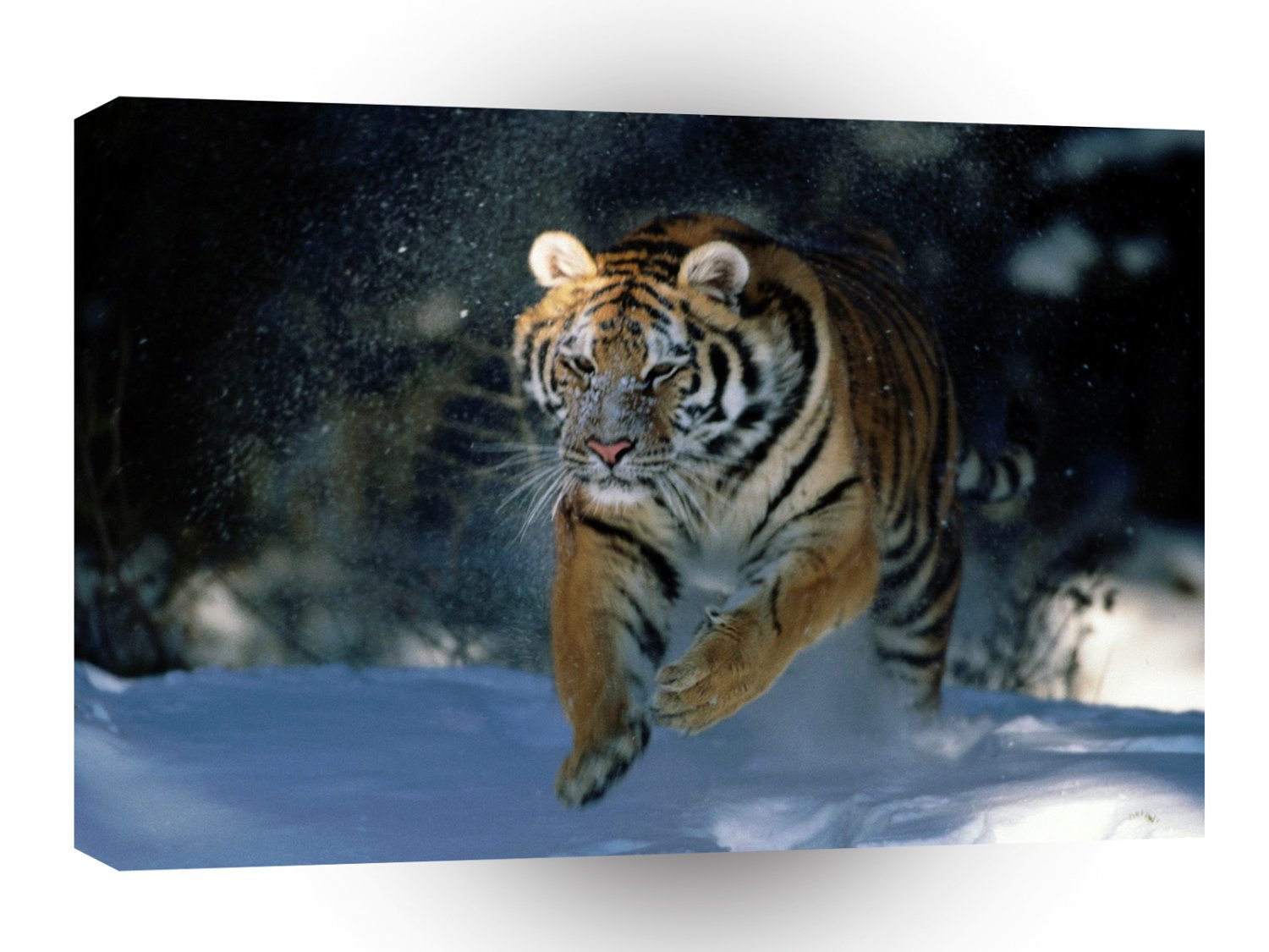 Tiger Here I Come Siberian A1 Xlarge Canvas