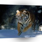 Tiger Here I Come Siberian A1 Xlarge Canvas
