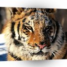 Tiger In Siberia A1 Xlarge Canvas