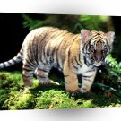 Tiger Indochinese Cub A1 Xlarge Canvas