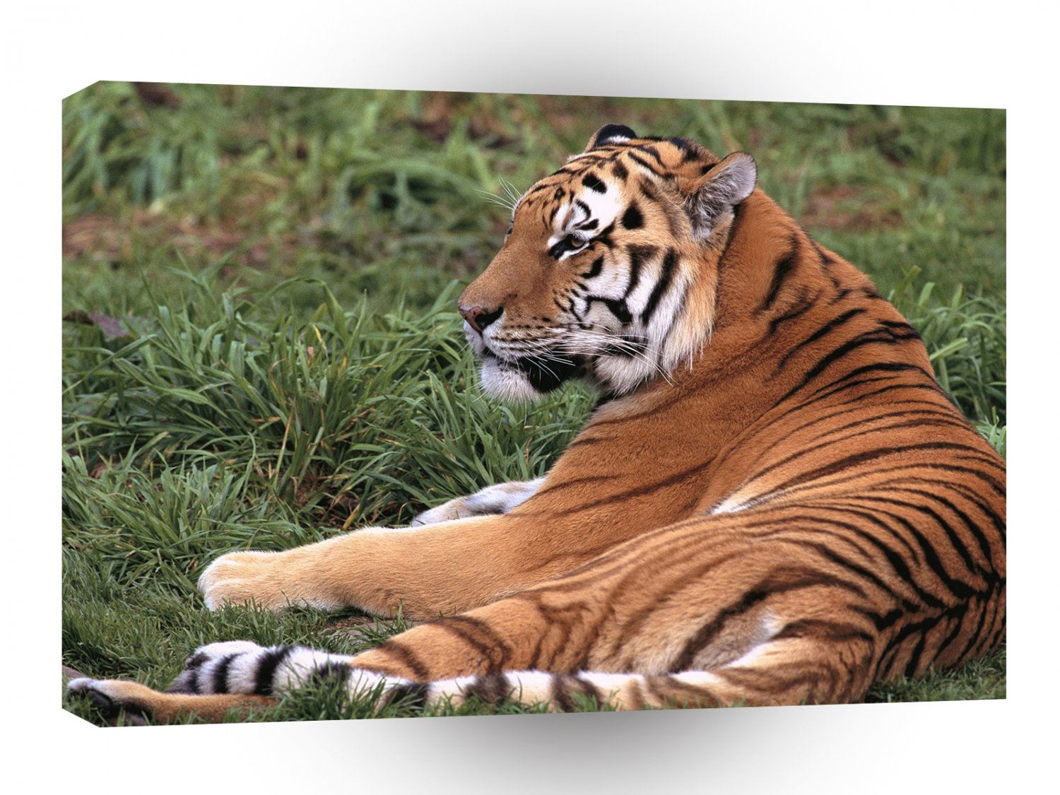 Tiger Laid Back Siberian A1 Xlarge Canvas
