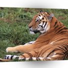 Tiger Laid Back Siberian A1 Xlarge Canvas